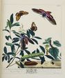 HARRIS (Moses). The Aurelian. A natural history of english moths ...